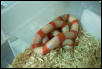 Albino Honduran
