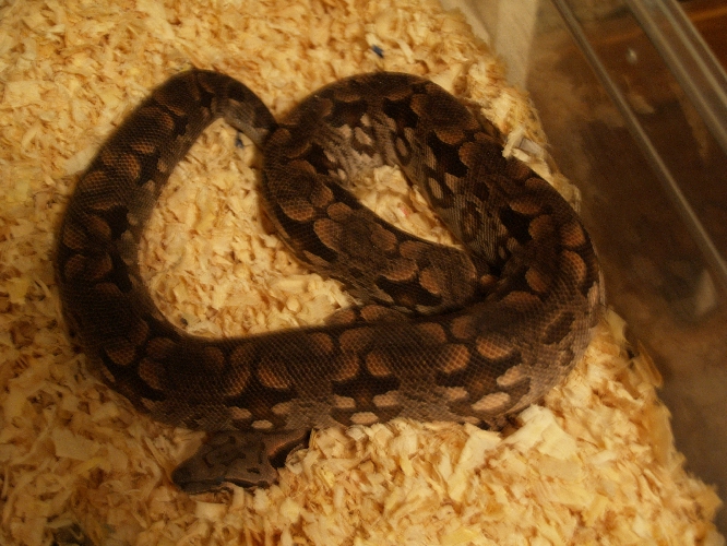 female dum 1