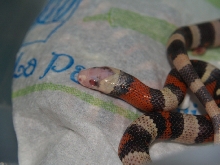 half albino
