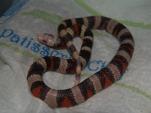 half albino 2