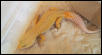 Patternless Albino