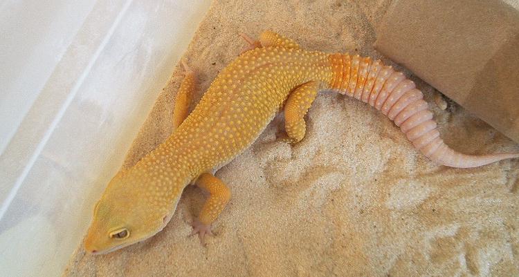 Patternless Albino