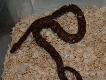 rainbow boa