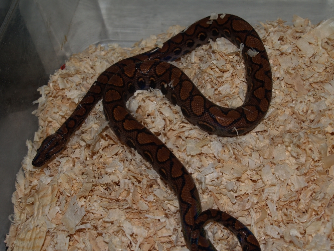 rainbow boa