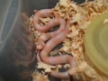 snow hatchling