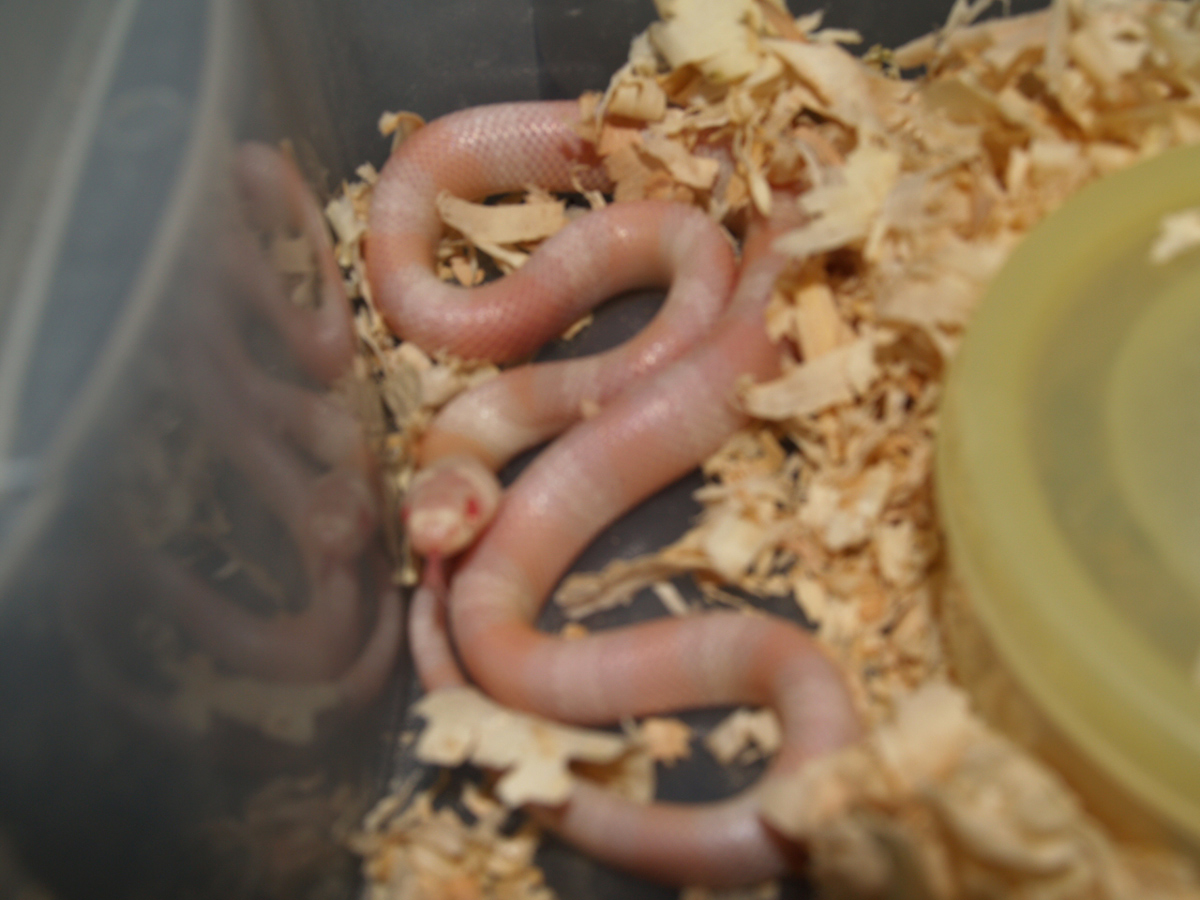 snow hatchling