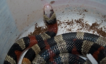 Splotched Honduran Head Shot