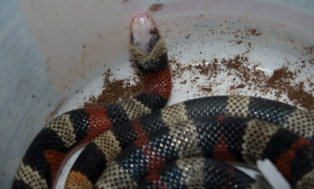 Splotched Honduran Head Shot