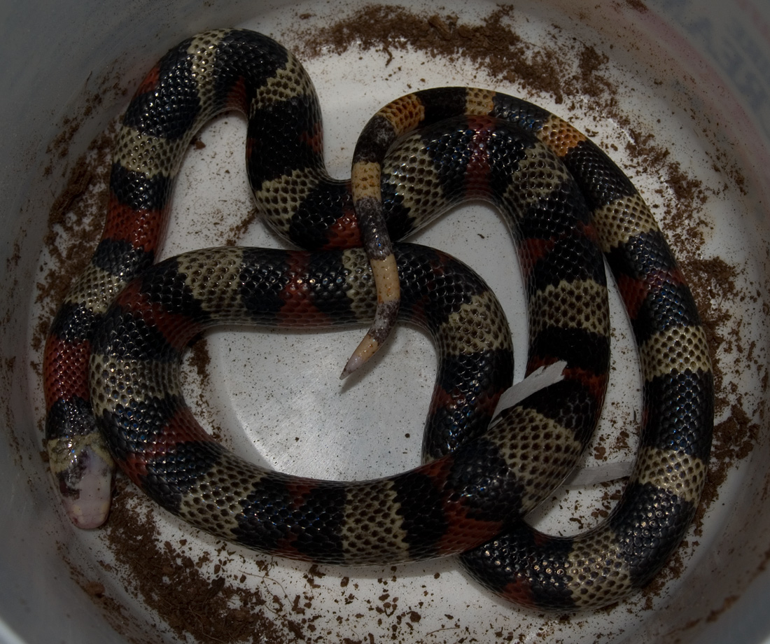Splotched Honduran