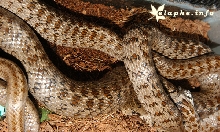 Zamenis (Elaphe) h. hohenackeri