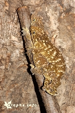 leachianus mating