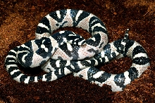 White Mandarin Ratsnake