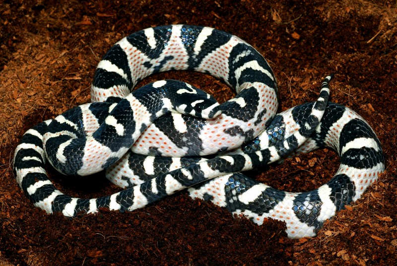 White Mandarin Ratsnake