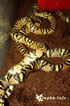 mandarina mating