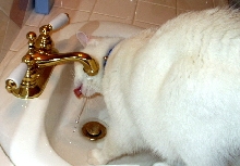 Astro, the water kitty!