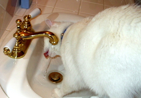 Astro, the water kitty!