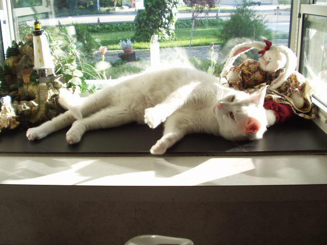 Sleepy Kitty
