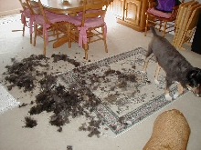 Grizzly really sheds!