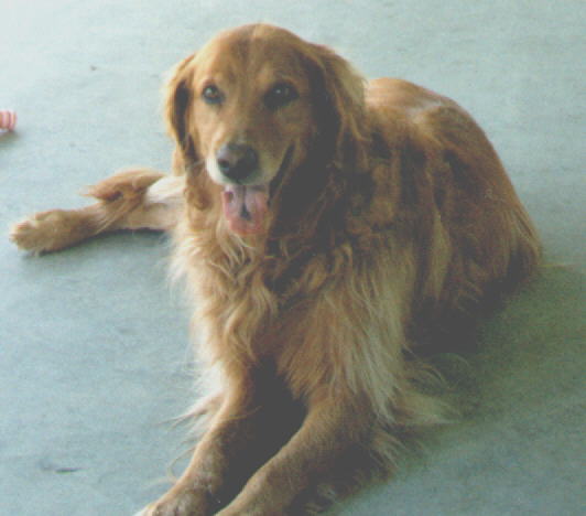 Kodiak Bear