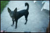 My Mickey at 5 months
