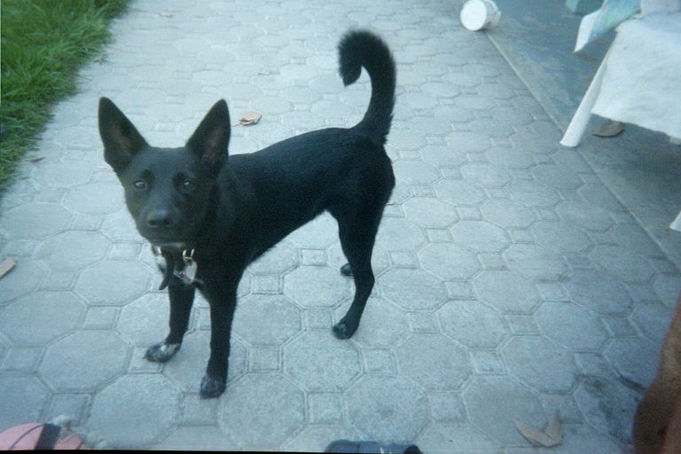 My Mickey at 5 months