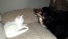 Move you dumb cat!