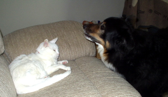 Move you dumb cat!