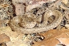 Brown Snake-13 mar 2007