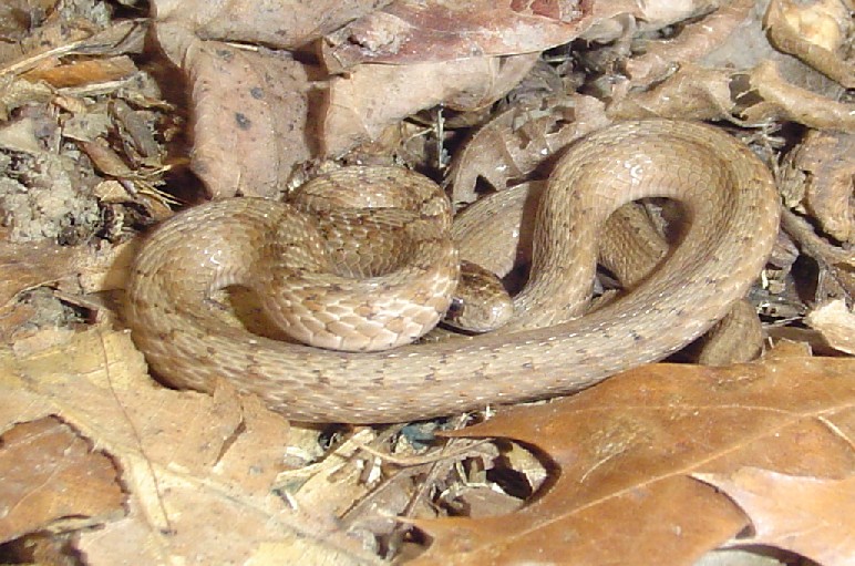 Brown Snake-13 mar 2007