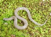 Earthsnake-12 Mar 2007