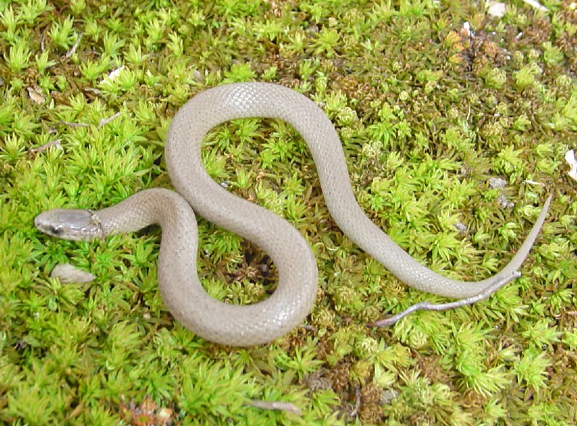 Earthsnake-12 Mar 2007