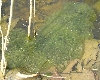 egg mass