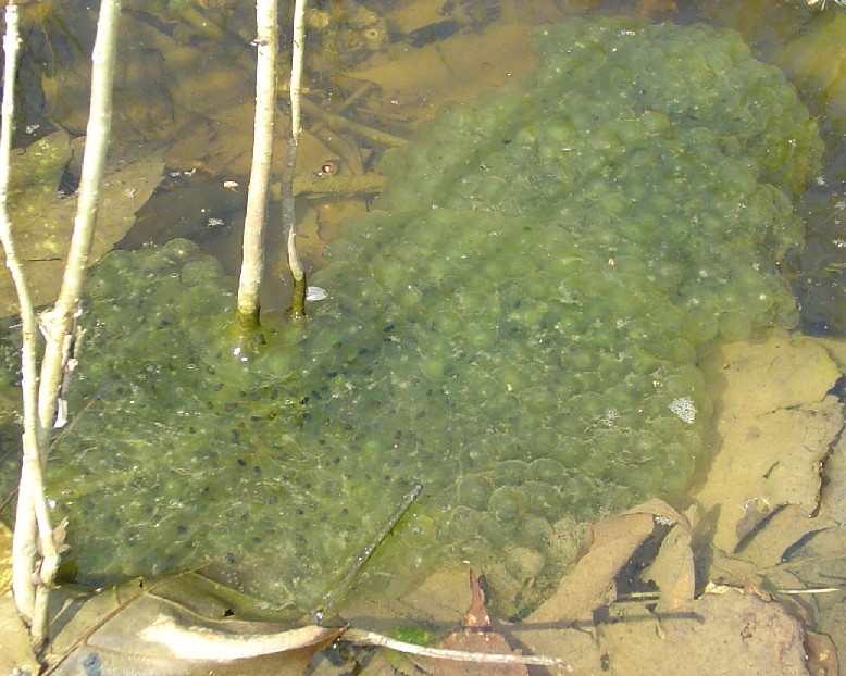 egg mass