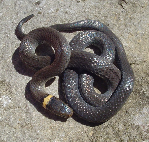 Ringneck 1-11Mar07