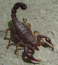 Kentucky Scorpion 1a