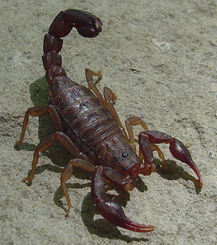 Kentucky Scorpion 1a