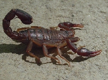 Scorpion 1c