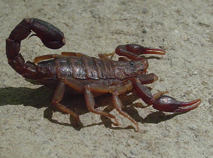 Scorpion 1c
