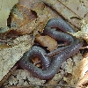 Worm Snake 1-11 Mar 2007