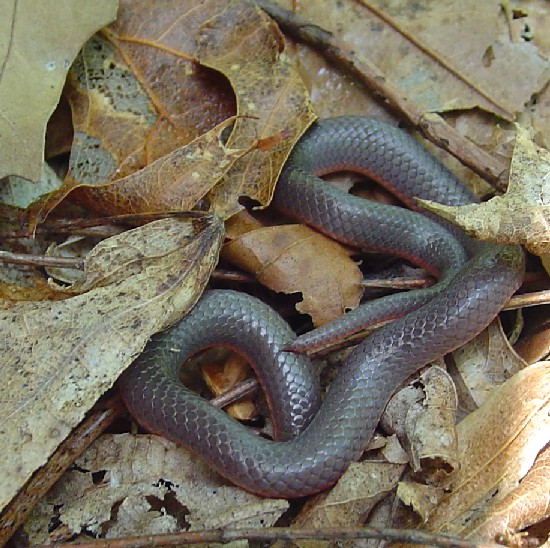 Worm Snake 1-11 Mar 2007