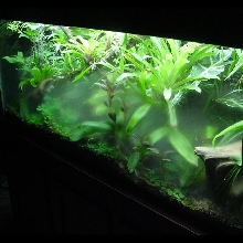 tank starting to fog