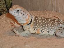 Grumpy before her eggs came