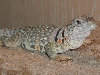 This is Stumpy