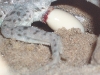 Grumpy laying an egg