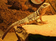 Stumpy