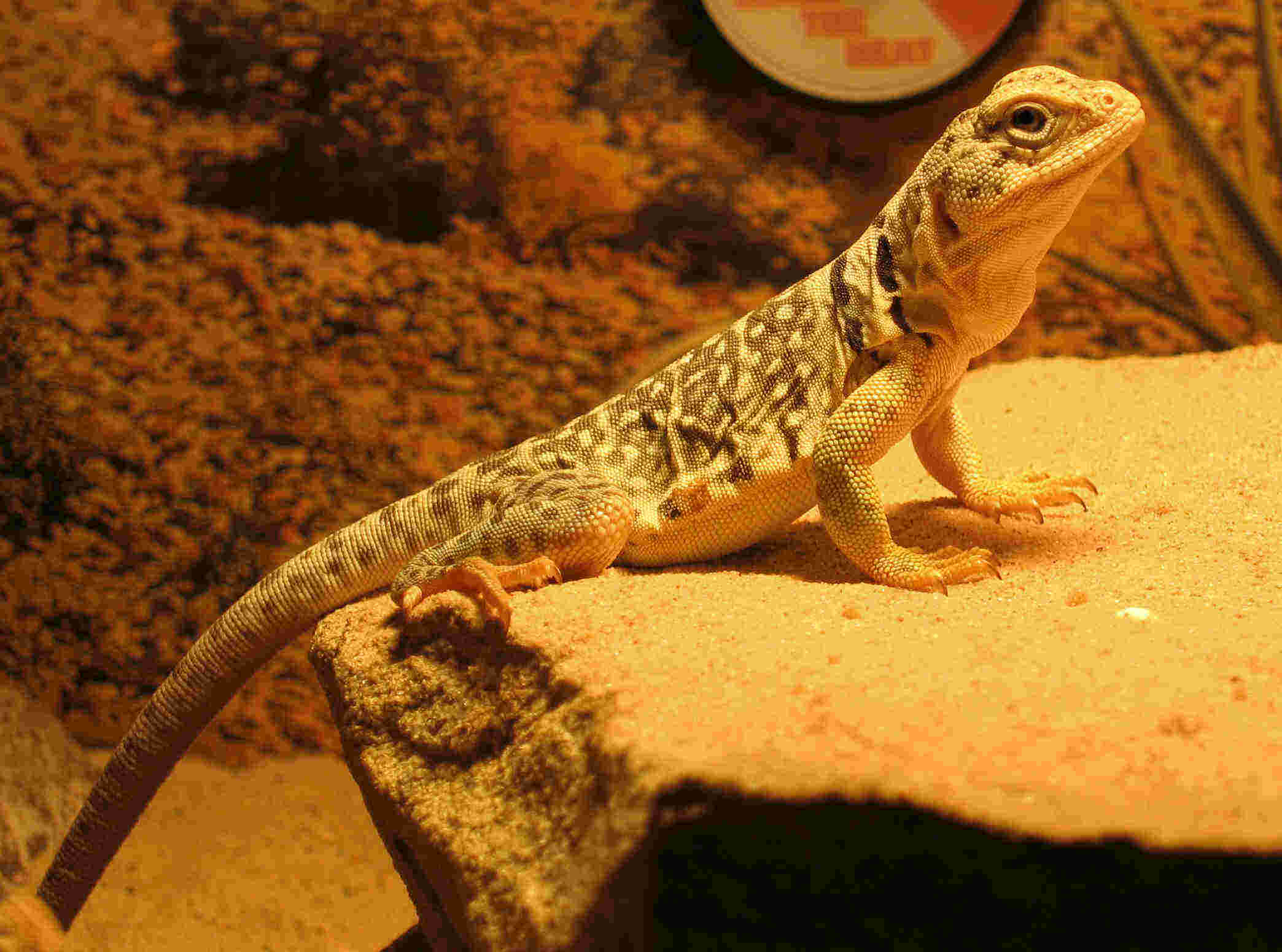 Stumpy