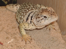 This is Stumpy