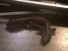 Fat tail