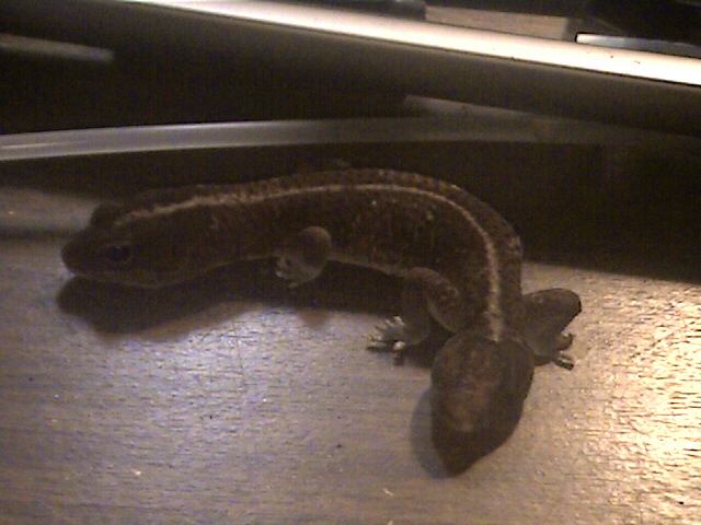 Fat tail