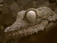 Dragons Face